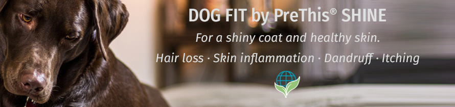 how to get dogs coat shiny