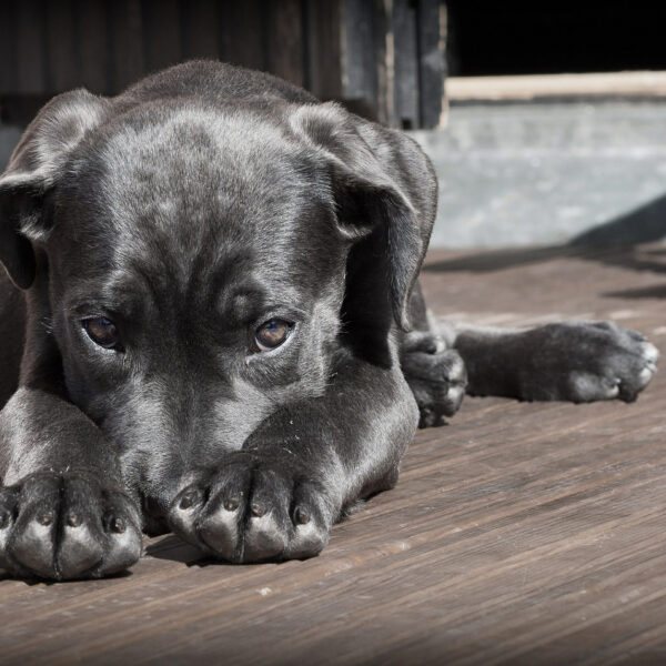 Cane-Corso