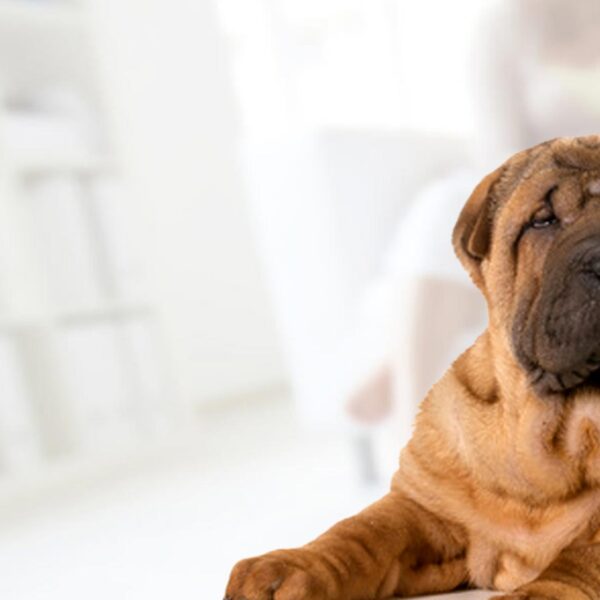 Shar Pei