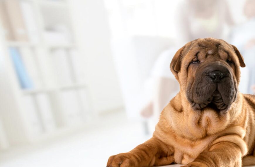 Shar Pei