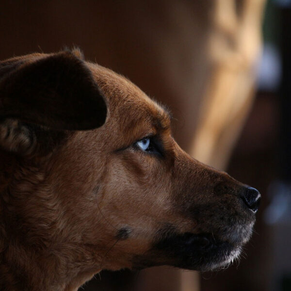 Hund mit blauen Augen