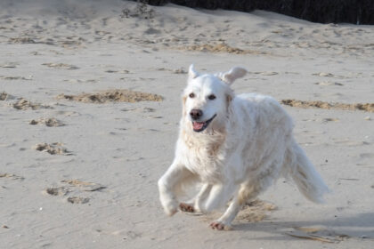 Golden Retriever dog