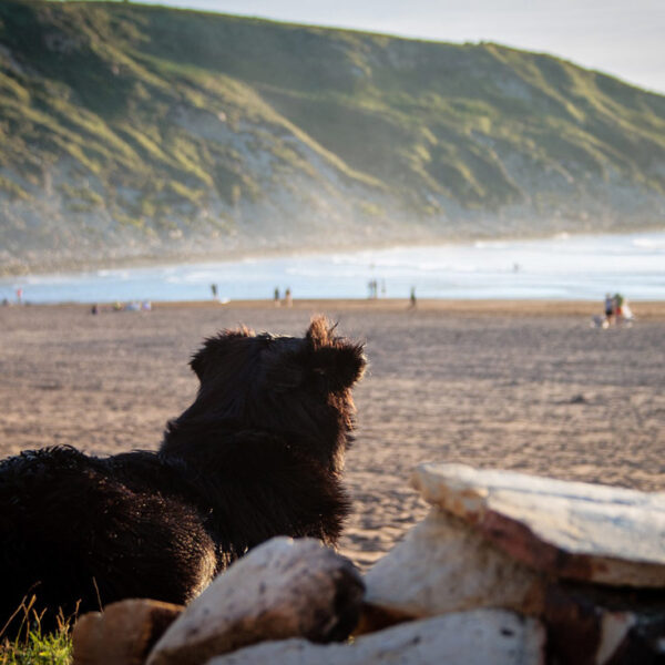 Hund Strand Urlaub