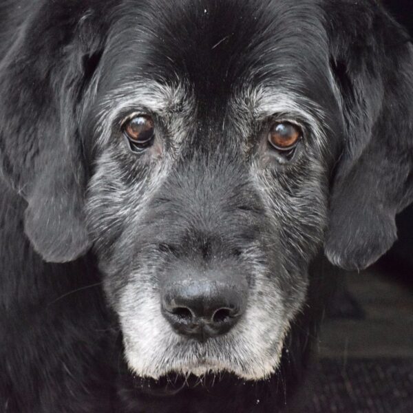 Senior Hund