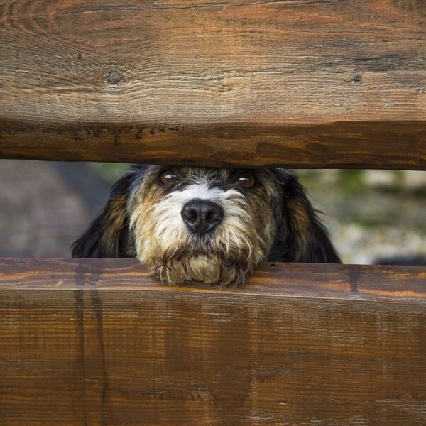 hund-gartenzaun