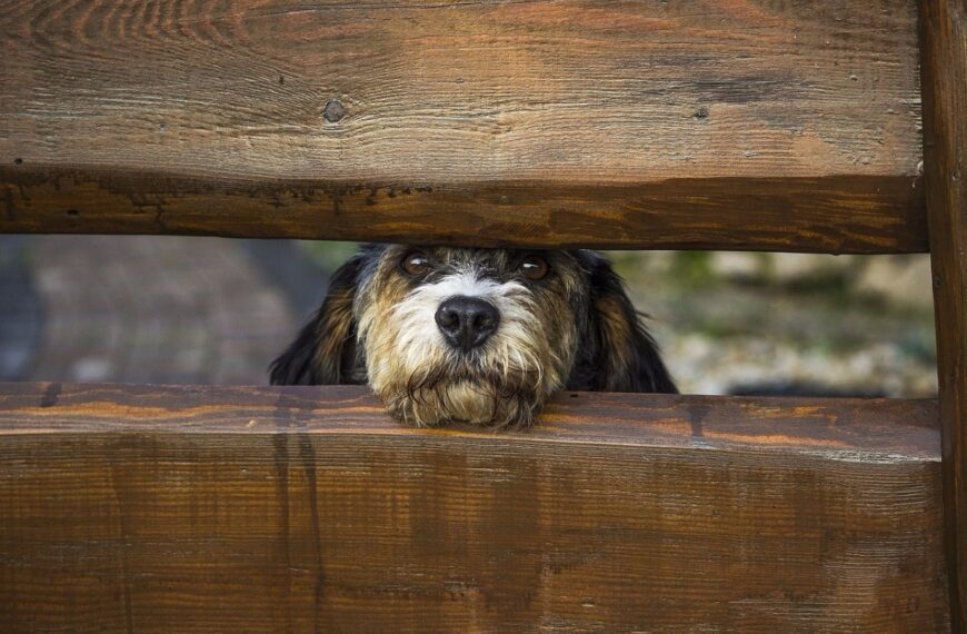 hund-gartenzaun