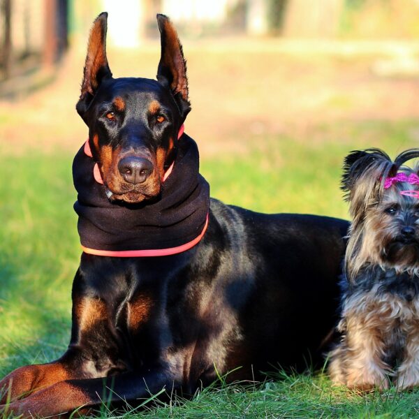 doberman-yorkshire