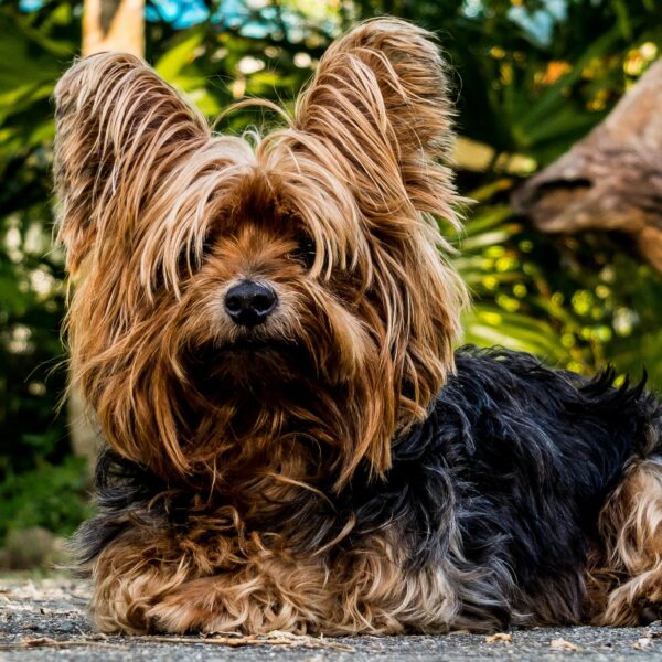 Yorkshire-Terrier