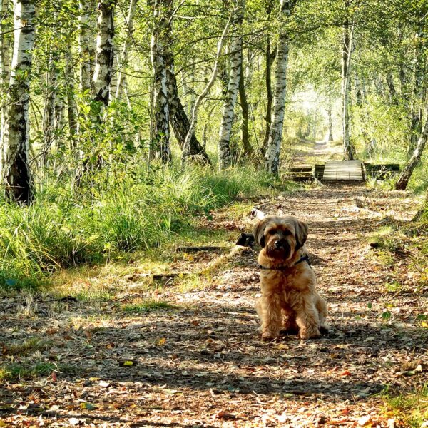 hund-birke