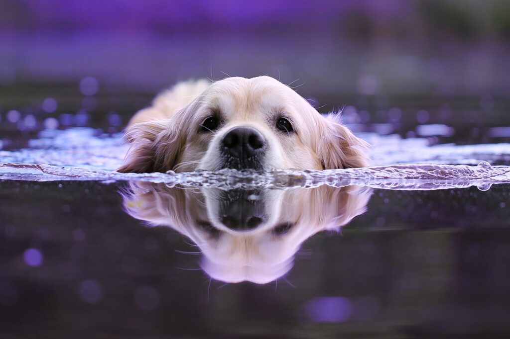 können hunde schwimmen
