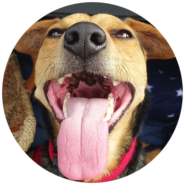 Mundgeruch bei Hunden stoppen | DOG by PreThis®
