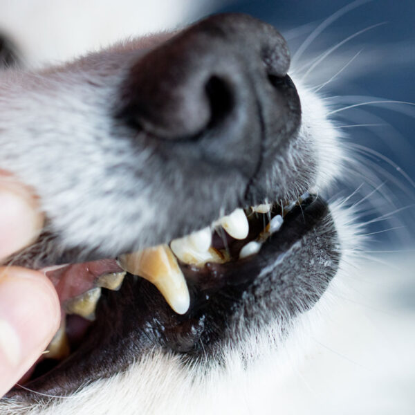 Hund mit Zahnstein