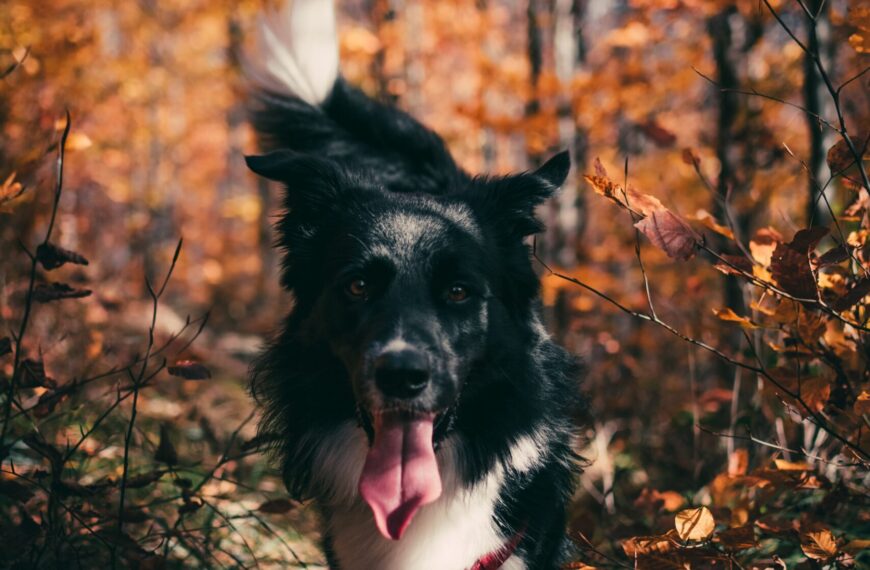 Fitter Hund im herbst