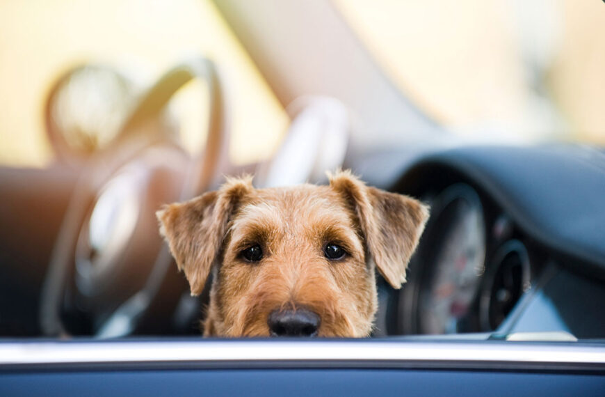 Hot asphalt – danger for dog paws