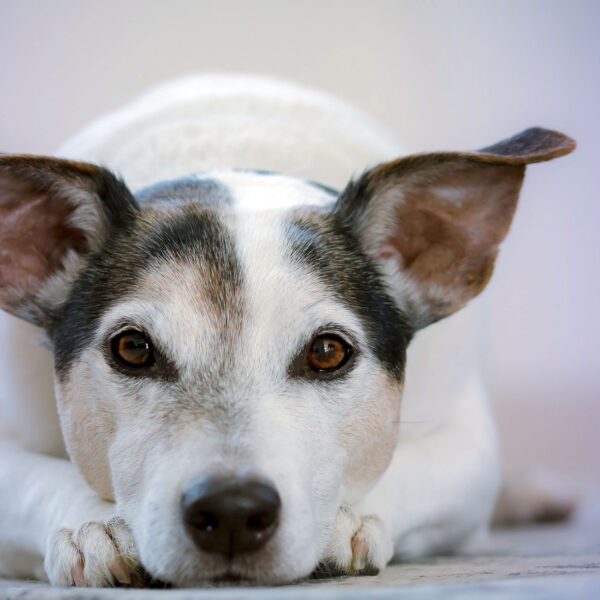 hund aus dem tierschutz