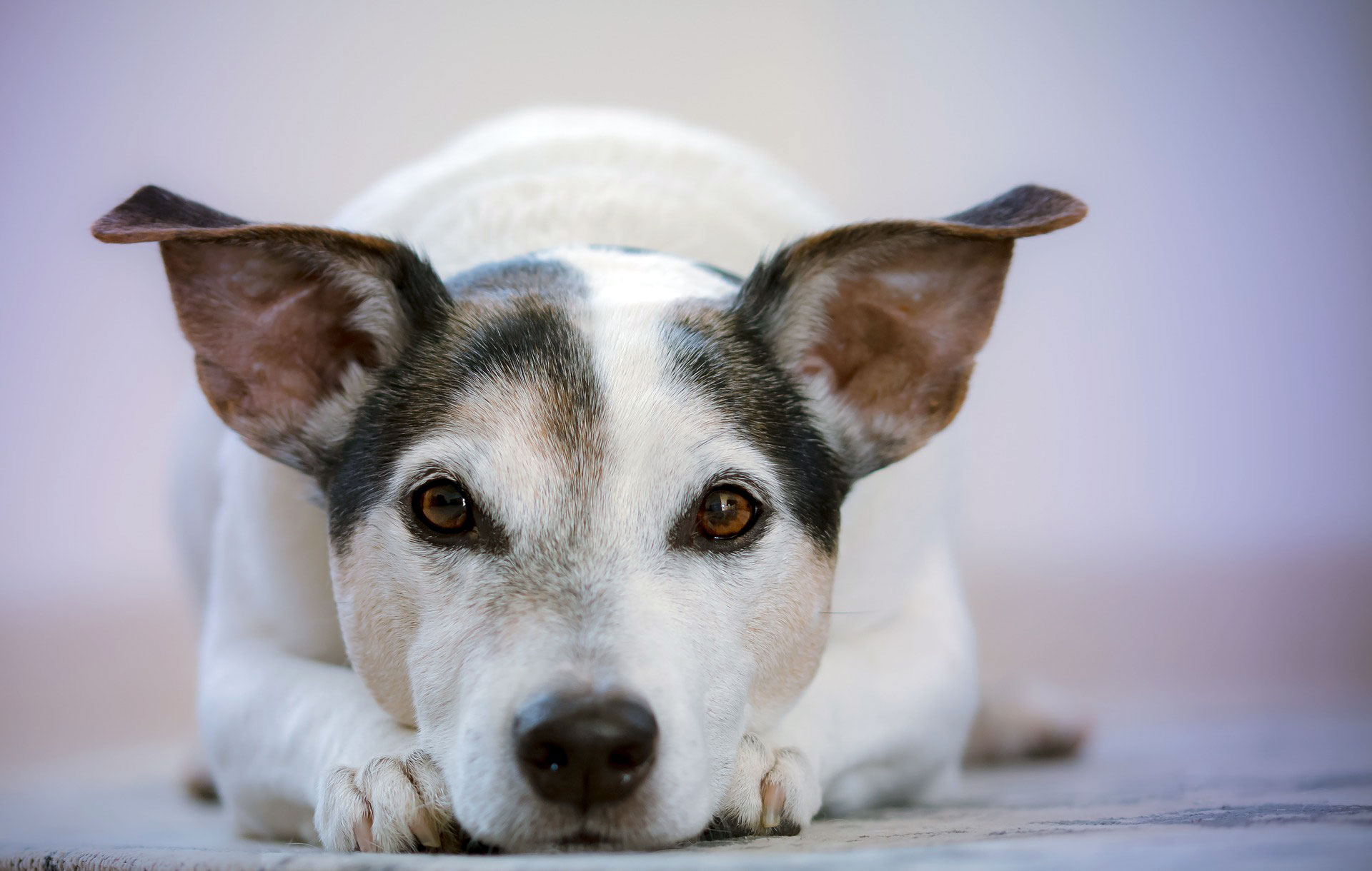 hund aus dem tierschutz