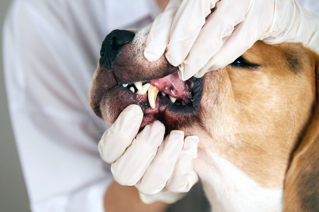 Gum inflammation in dogs: Causes & treatment » DOG FIT by PreThis®