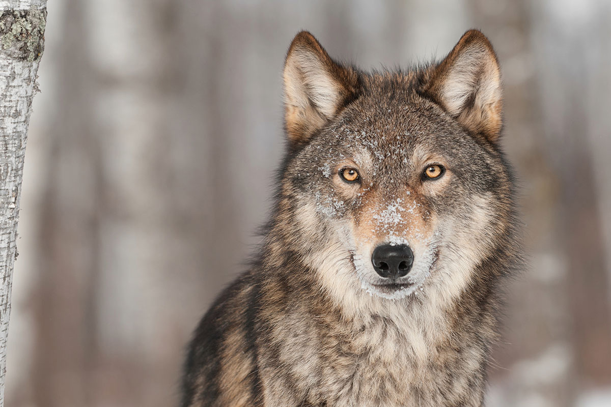 Why dogs gobble their food: The story behind this behaviour » DOG FIT ...