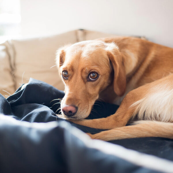 Das Cauda Equina Syndrom bei Hunden