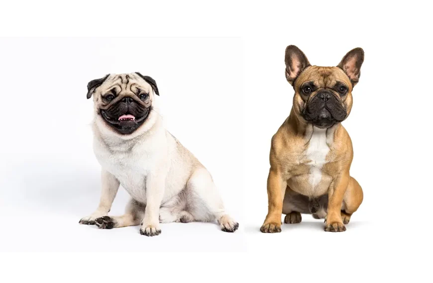 Pug and French Bulldog