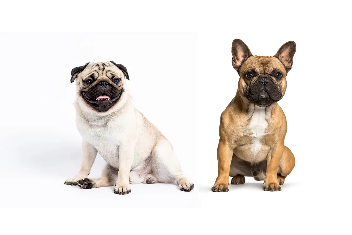 Pug and French Bulldog